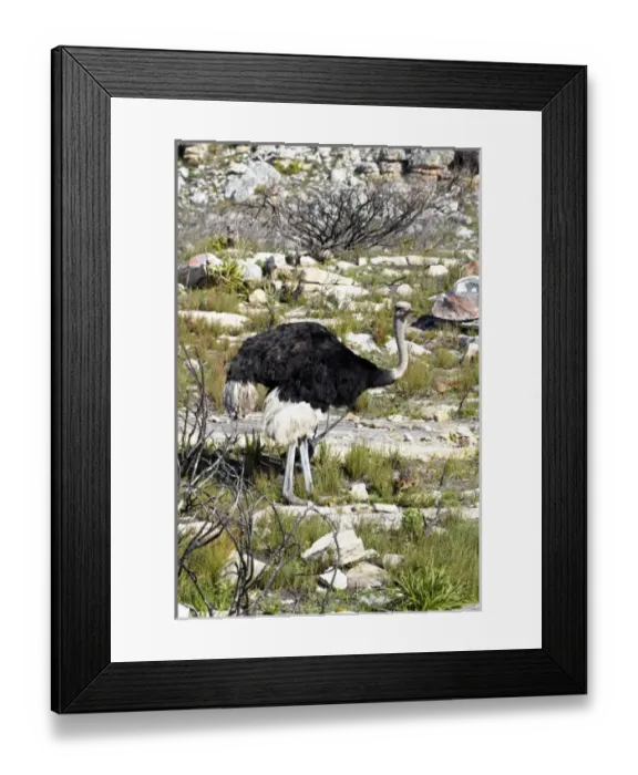 Framed Print : Africa, South Africa Framed Print : Africa, South Africa