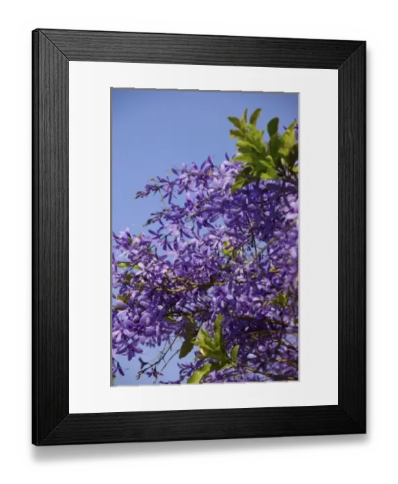 Framed Print : Africa, South Africa, Gauteng, Pretoria, Plumbago shrub in Union Buildings garden Framed Print : Africa, South Africa, Gauteng, Pretoria, Plumbago shrub in Union Buildings garden