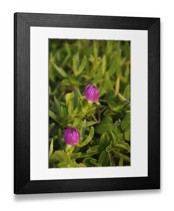 Framed Print : Africa, South Africa Framed Print : Africa, South Africa