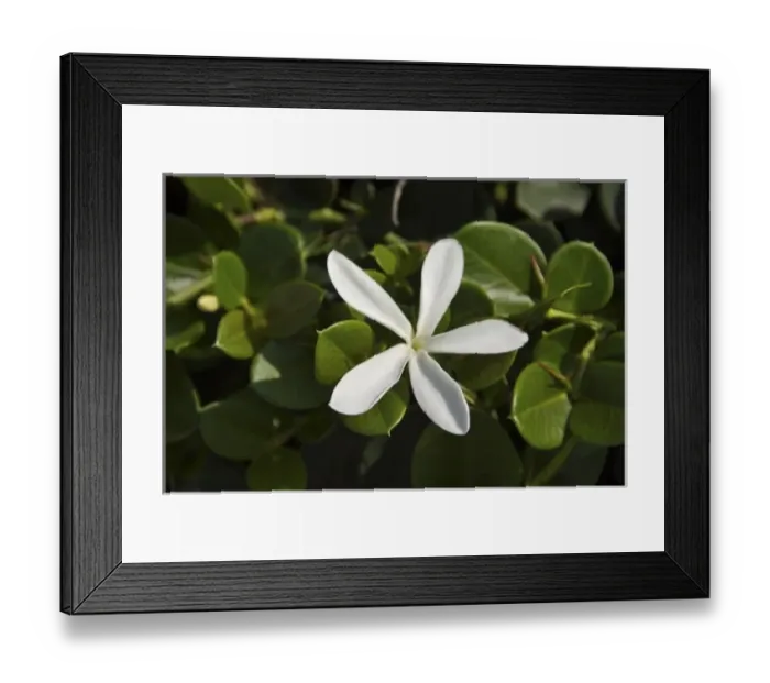 Framed Print : Africa, South Africa, KwaZulu Natal, Durban, Umhlanga Rocks, Num Num plant Framed Print : Africa, South Africa, KwaZulu Natal, Durban, Umhlanga Rocks, Num Num plant
