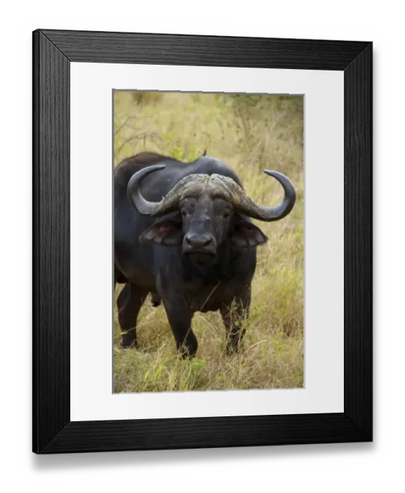 Framed Print : Africa, South Africa