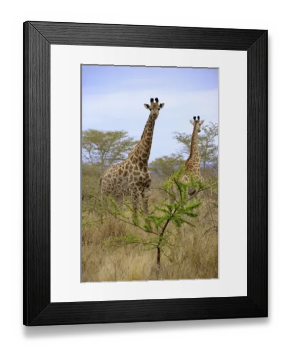 Framed Print : Africa, South Africa