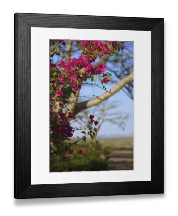 Framed Print : Africa, South Africa, KwaZulu Natal, Hluhluwe, Zulu Nyal Game Reserve, bougainvillea Framed Print : Africa, South Africa, KwaZulu Natal, Hluhluwe, Zulu Nyal Game Reserve, bougainvillea