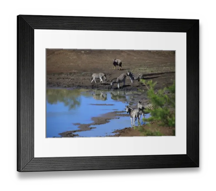 Framed Print : Africa, South Africa, KwaZulu Natal, Hluhluwe, Zulu Nyala Game Reserve, zebra Framed Print : Africa, South Africa, KwaZulu Natal, Hluhluwe, Zulu Nyala Game Reserve, zebra