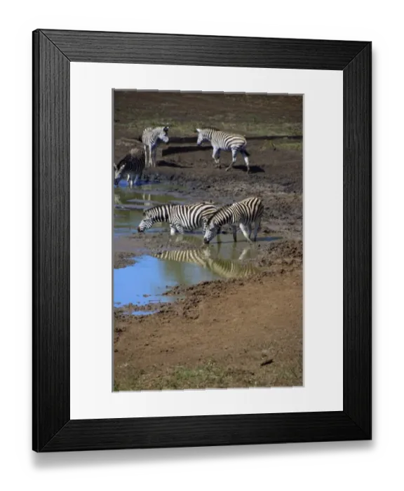 Framed Print : Africa, South Africa, KwaZulu Natal, Hluhluwe, Zulu Nyala Game Reserve, zebra Framed Print : Africa, South Africa, KwaZulu Natal, Hluhluwe, Zulu Nyala Game Reserve, zebra