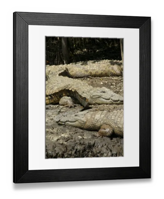 Framed Print : Africa, South Africa Framed Print : Africa, South Africa