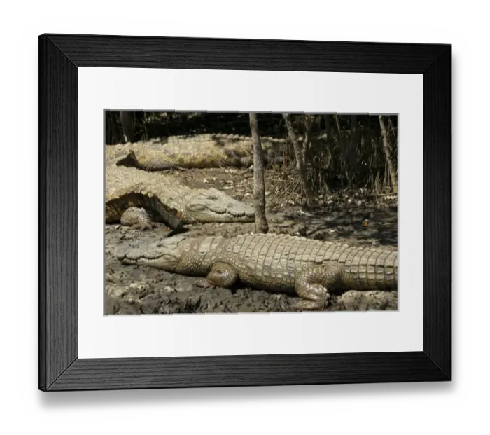 Framed Print : Africa, South Africa