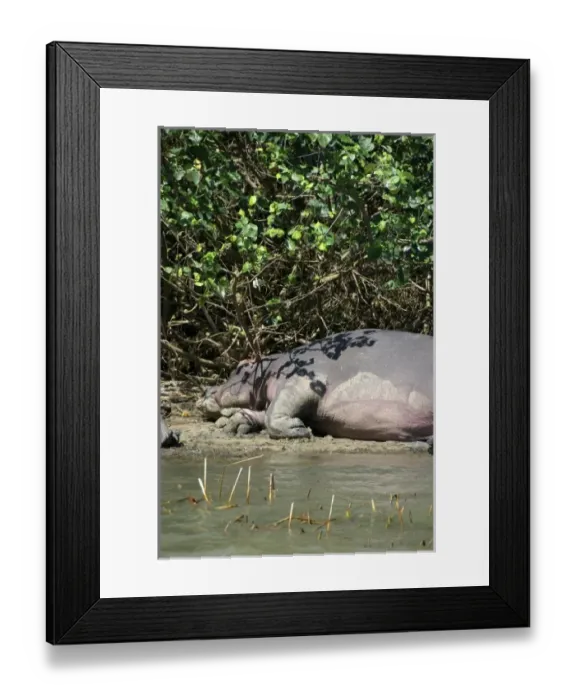 Framed Print : Africa, South Africa, KwaZulu Natal, Greater St Lucia Wetland Park, iSimangaliso Wetlands Park Framed Print : Africa, South Africa, KwaZulu Natal, Greater St Lucia Wetland Park, iSimangaliso Wetlands Park