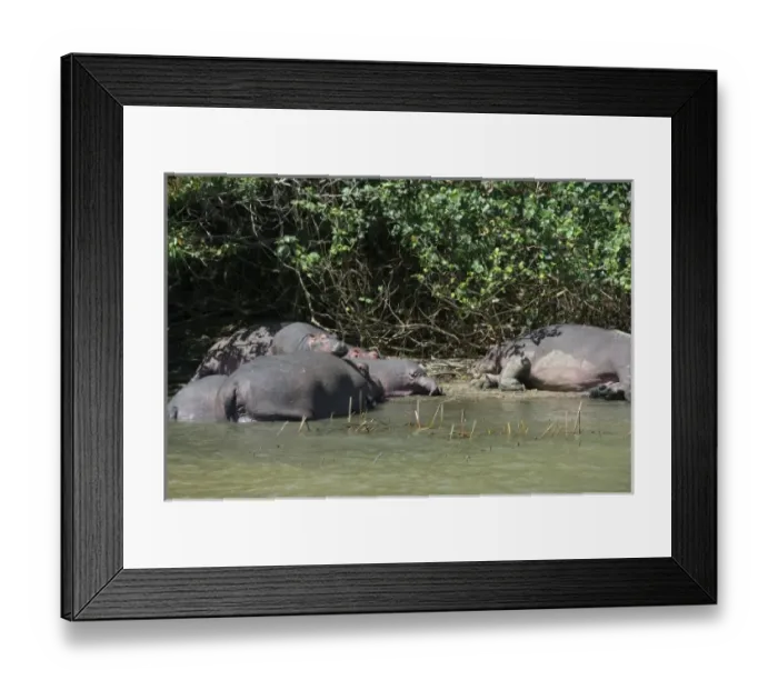 Framed Print : Africa, South Africa, KwaZulu Natal, Greater St Lucia Wetland Park, iSimangaliso Wetlands Park Framed Print : Africa, South Africa, KwaZulu Natal, Greater St Lucia Wetland Park, iSimangaliso Wetlands Park