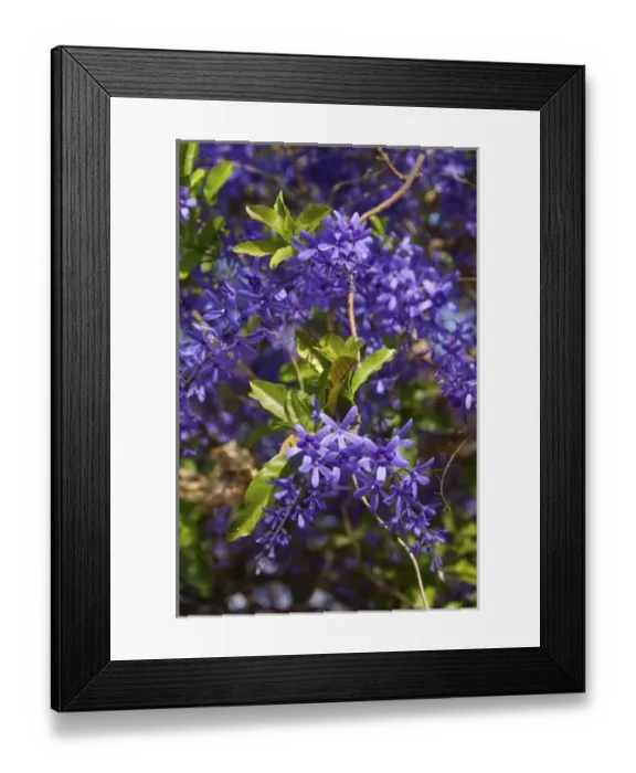 Framed Print : Africa, South Africa, Gauteng, Pretoria, Plumbago shrub in Union Buildings garden (RF)