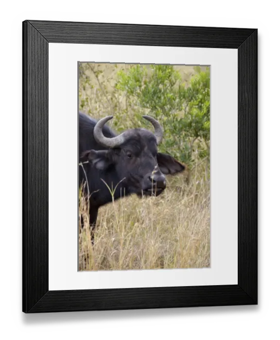 Framed Print : Africa, South Africa Framed Print : Africa, South Africa