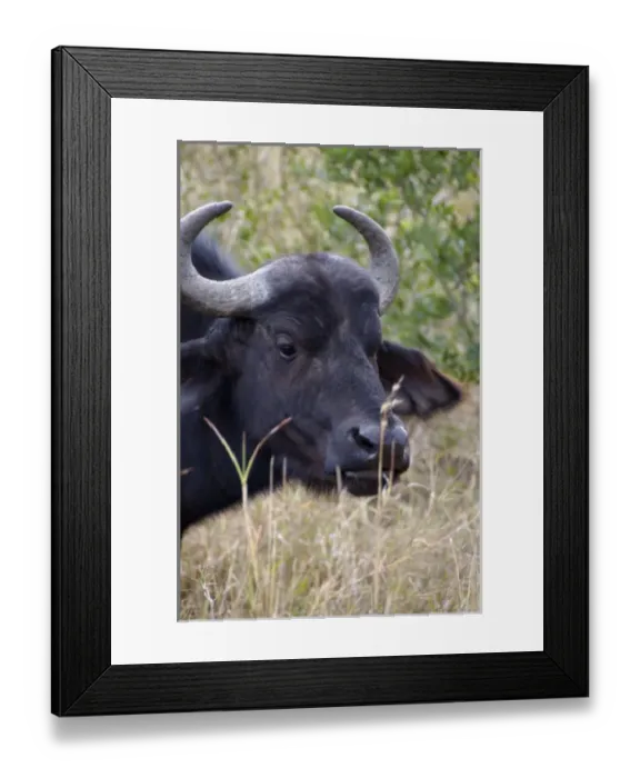 Framed Print : Africa, South Africa Framed Print : Africa, South Africa