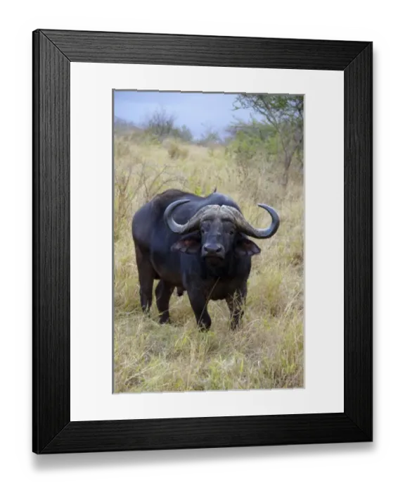 Framed Print : Africa, South Africa Framed Print : Africa, South Africa