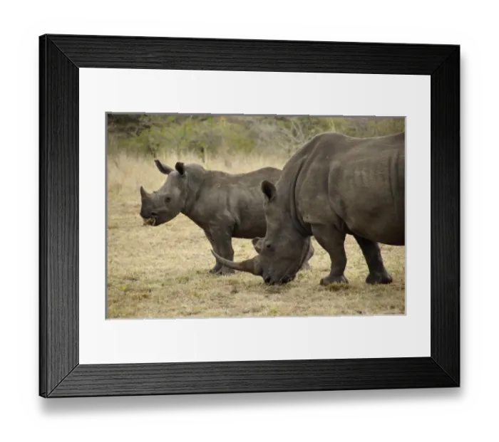 Framed Print : Africa, South Africa Framed Print : Africa, South Africa