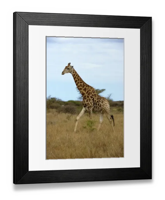 Framed Print : Africa, South Africa, KwaZulu Natal, Hluhluwe, giraffe at Zulu Nyala Game Reserve (RF)