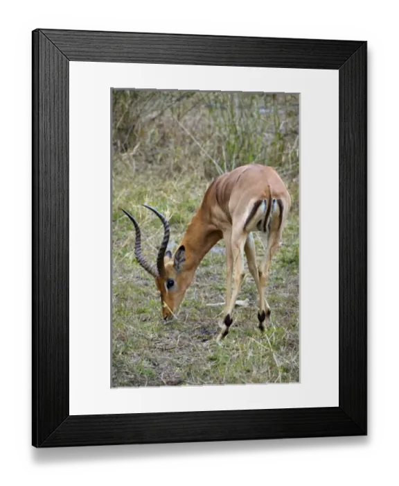 Framed Print : Africa, South Africa Framed Print : Africa, South Africa