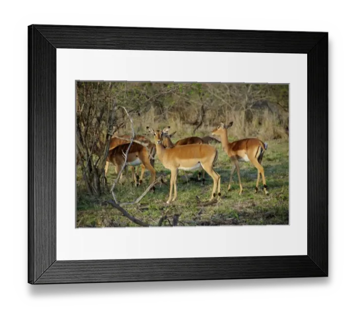 Framed Print : Africa, South Africa