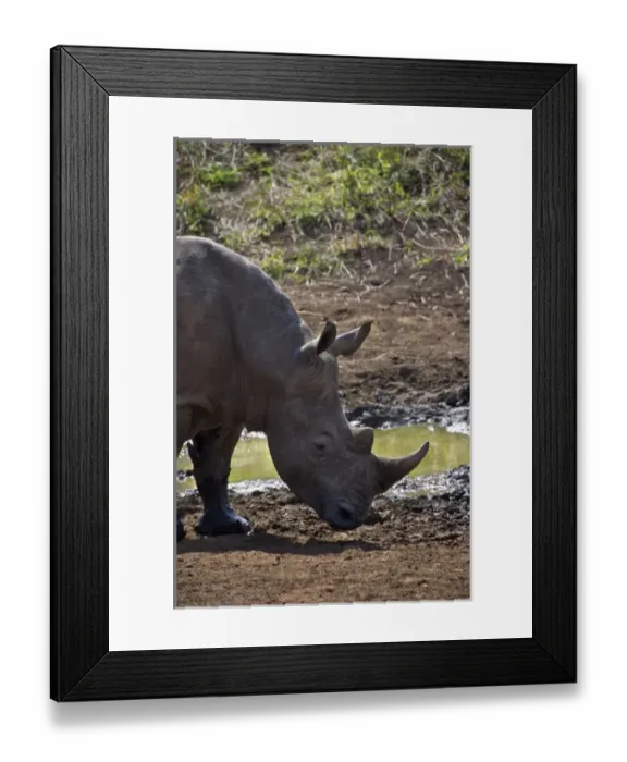 Framed Print : Africa, South Africa