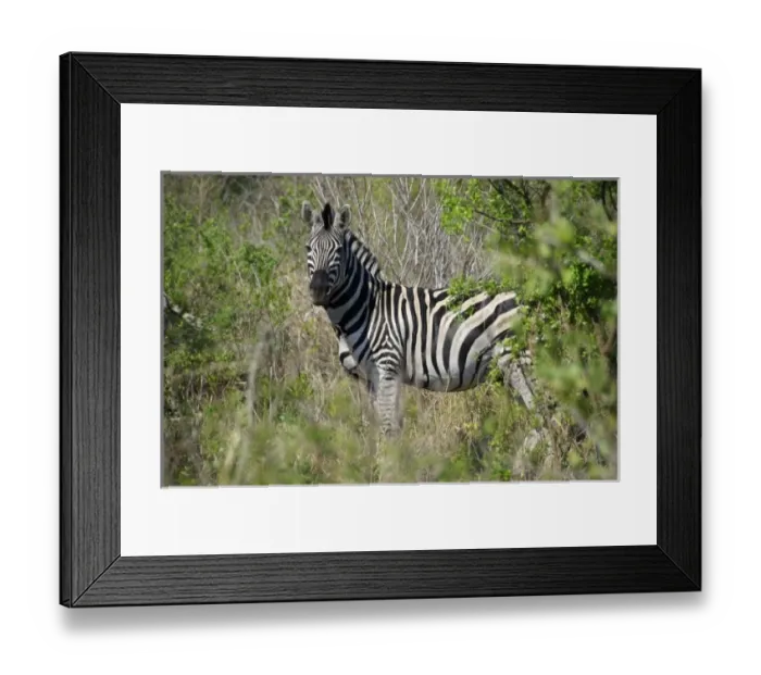 Framed Print : Africa, South Africa Framed Print : Africa, South Africa