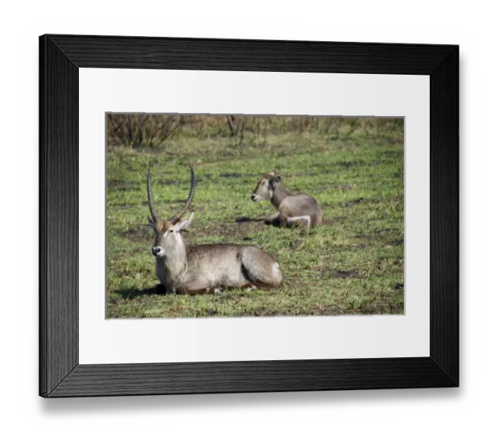 Framed Print : Africa, South Africa