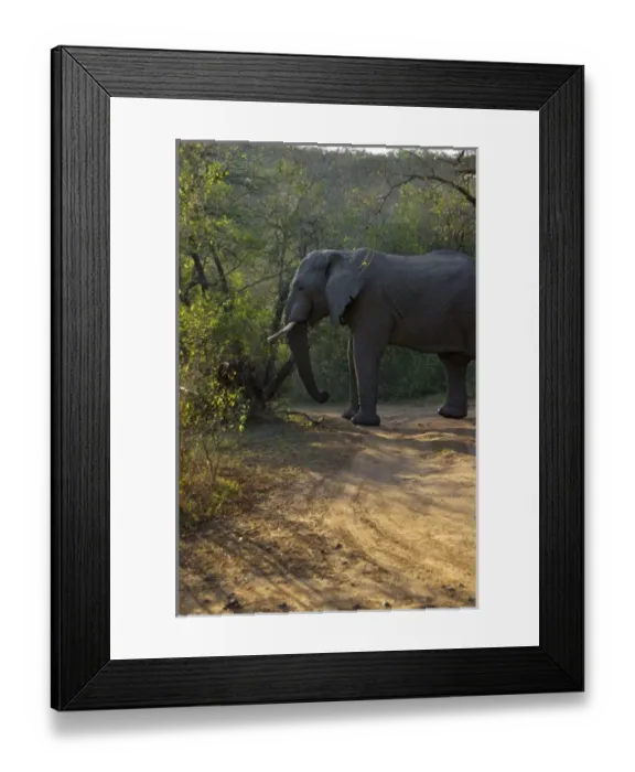 Framed Print : Africa, South Africa Framed Print : Africa, South Africa