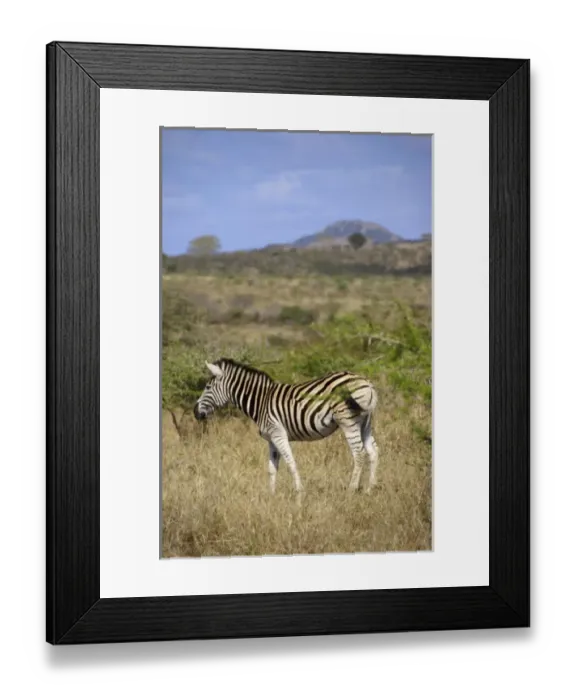 Framed Print : Africa, South Africa