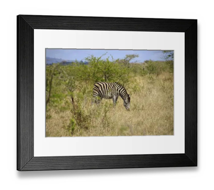Framed Print : Africa, South Africa Framed Print : Africa, South Africa