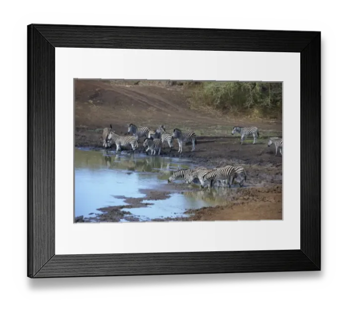 Framed Print : Africa, South Africa, KwaZulu Natal, Hluhluwe, Zulu Nyala Game Reserve, zebra at waterhole Framed Print : Africa, South Africa, KwaZulu Natal, Hluhluwe, Zulu Nyala Game Reserve, zebra at waterhole
