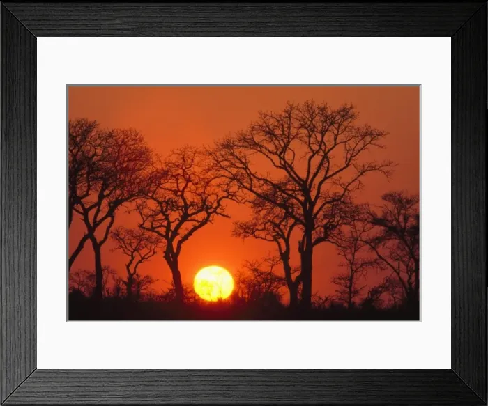 Framed Print : Africa. South Africa. Kruger National Park. Silhouette of trees as the sun sets in Kruger Framed Print : Africa. South Africa. Kruger National Park. Silhouette of trees as the sun sets in Kruger