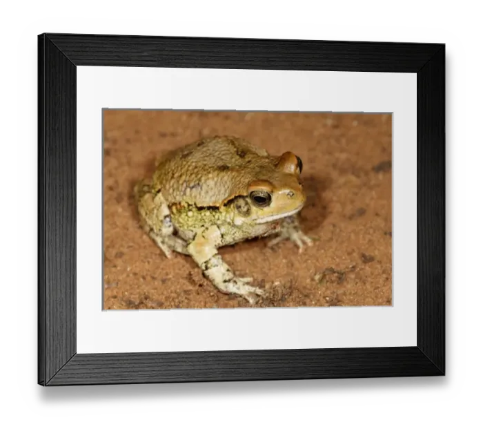 Framed Print : Red Toad, Schismaderma carens, Mkuze Game Reserve, South Africa Framed Print : Red Toad, Schismaderma carens, Mkuze Game Reserve, South Africa
