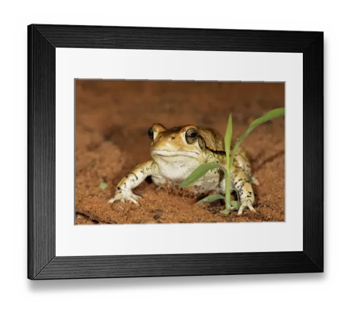 Framed Print : Red Toad, Schismaderma carens, Mkuze Game Reserve, South Africa Framed Print : Red Toad, Schismaderma carens, Mkuze Game Reserve, South Africa