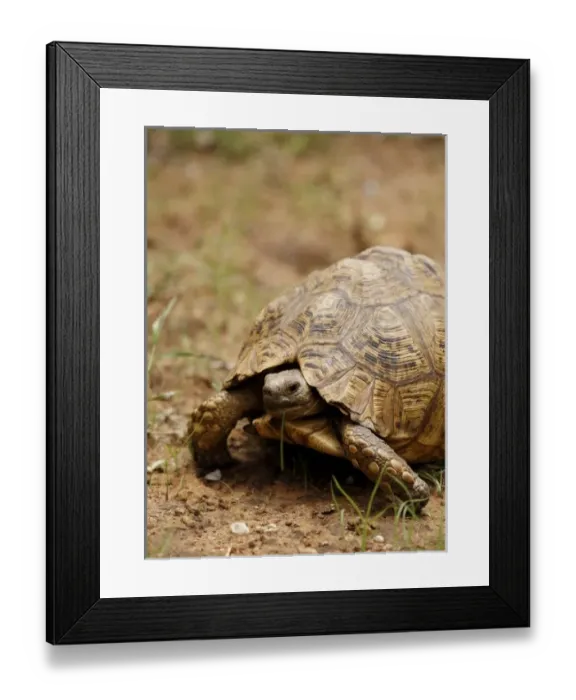 Framed Print : Africa, South Africa Framed Print : Africa, South Africa
