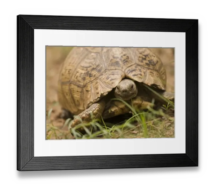 Framed Print : Africa, South Africa