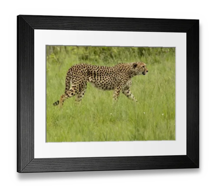 Framed Print : Africa, South Africa Framed Print : Africa, South Africa