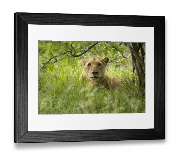 Framed Print : Africa, South Africa Framed Print : Africa, South Africa