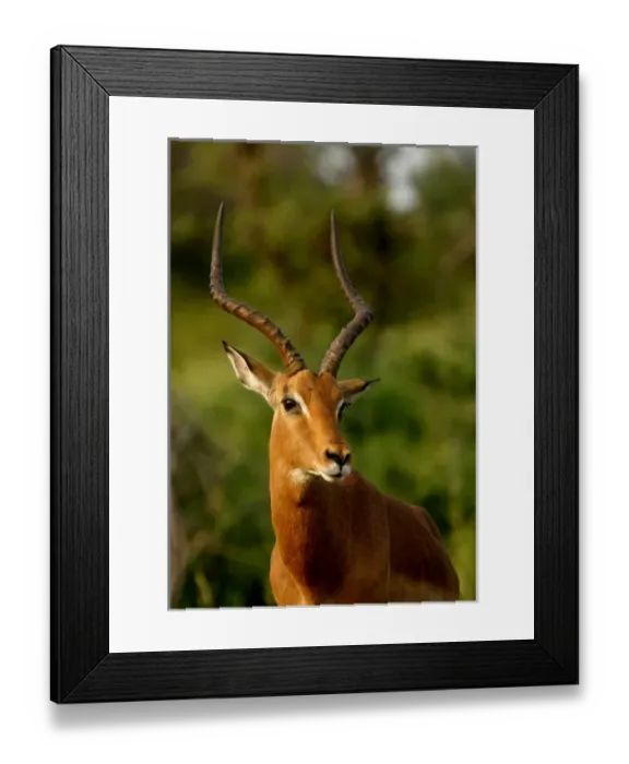 Framed Print : Africa, South Africa Framed Print : Africa, South Africa