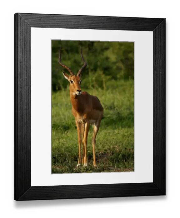 Framed Print : Africa, South Africa Framed Print : Africa, South Africa