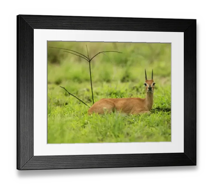 Framed Print : Africa, South Africa Framed Print : Africa, South Africa