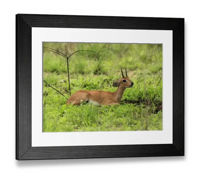 Framed Print : Africa, South Africa Framed Print : Africa, South Africa