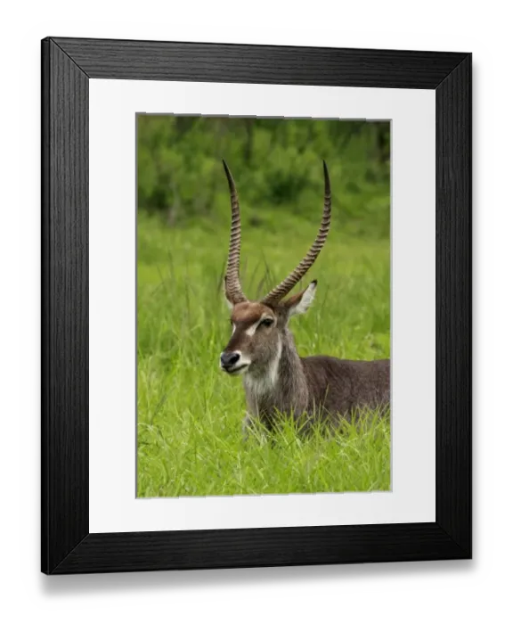 Framed Print : Unknown. Waterbuck Bull, Kobus ellipsiprymnus, Hluhulwe Game Reserve, South Africa