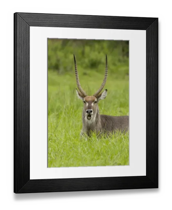 Framed Print : Africa, South Africa
