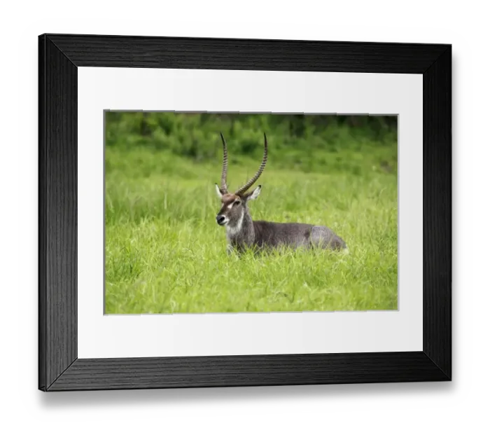 Framed Print : Waterbuck Bull, Kobus ellipsiprymnus, Hluhulwe Game Reserve, South Africa Framed Print : Waterbuck Bull, Kobus ellipsiprymnus, Hluhulwe Game Reserve, South Africa