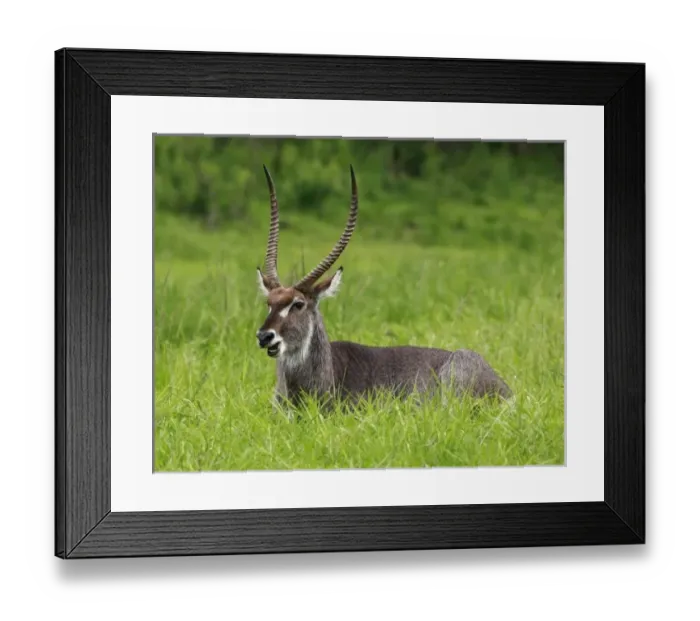 Framed Print : Africa, South Africa Framed Print : Africa, South Africa
