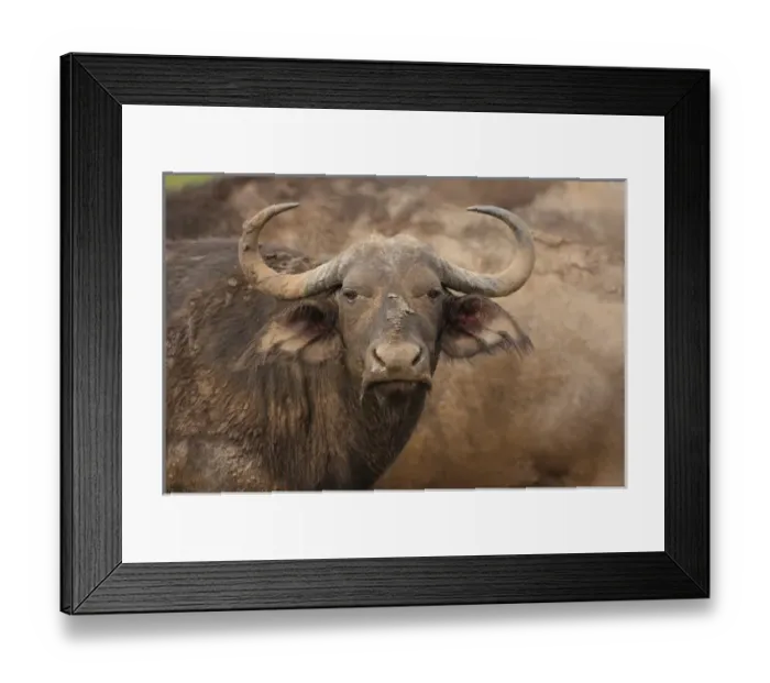 Framed Print : Buffalo cow, Water Buffalo, Syncerus caffer, Hluhulwe Game Reserve, South Africa Framed Print : Buffalo cow, Water Buffalo, Syncerus caffer, Hluhulwe Game Reserve, South Africa