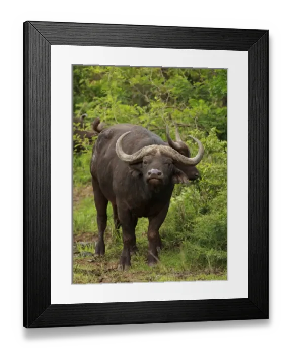 Framed Print : Africa, South Africa Framed Print : Africa, South Africa