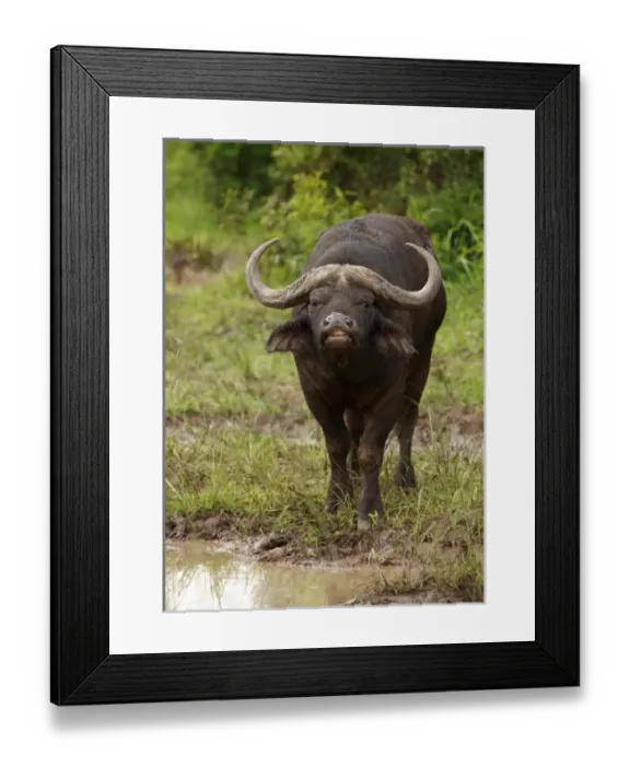 Framed Print : Africa, South Africa Framed Print : Africa, South Africa