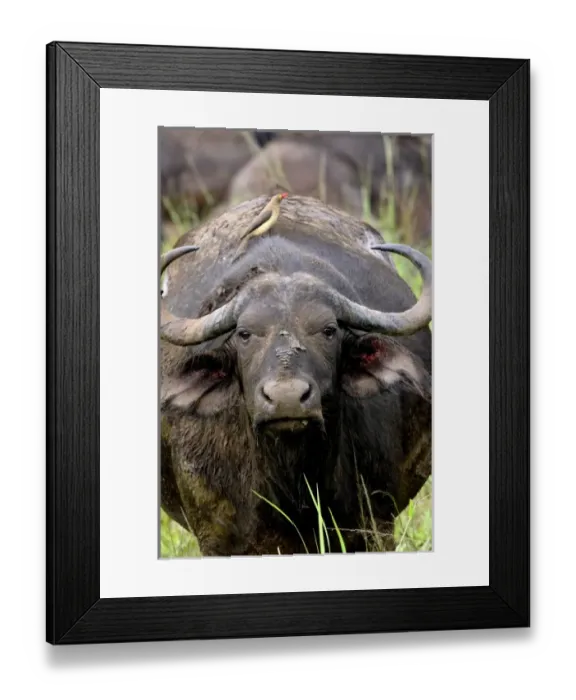 Framed Print : Africa, South Africa Framed Print : Africa, South Africa