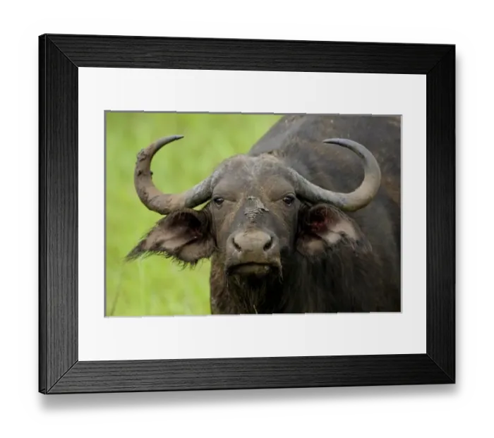 Framed Print : Africa, South Africa Framed Print : Africa, South Africa