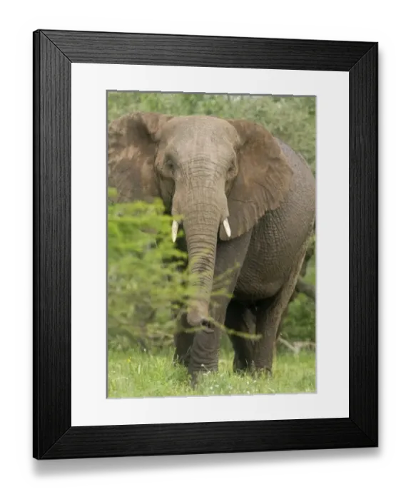 Framed Print : Africa, South Africa Framed Print : Africa, South Africa