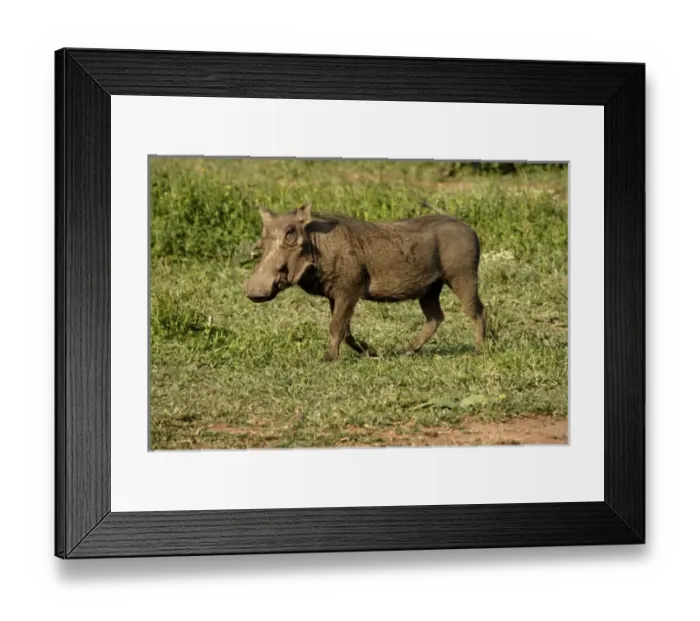 Framed Print : Africa, South Africa Framed Print : Africa, South Africa